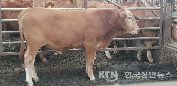 산청군 단성시장 최고가격에 낙찰받은 한우개량 컨설팅 수송아지