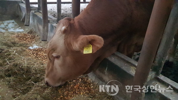 산청군 단성시장 최소가격을 받은 한우개량 컨설팅 수송아지